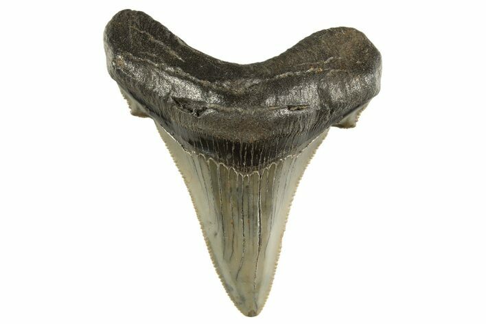 Serrated Angustidens Tooth - Megalodon Ancestor #321680